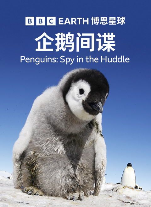 企鹅间谍（Penguins - Spy in the Huddle）